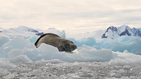 Leopard Seal resting on a floating iceberg in Antarctica 스톡 동영상 303649414