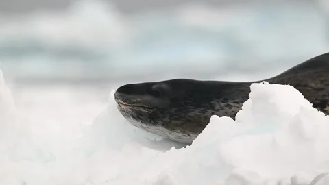 Leopard Seal resting on a floating iceberg in Antarctica 库存影片 303649790