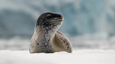 Leopard Seal resting on a floating iceberg in Antarctica 库存影片 303649887