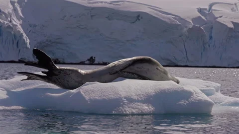 Leopard seal resting on an ice floe in Antarctica Stock Footage 337950331