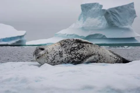 Leopard seal resting on an ice Stock Photos