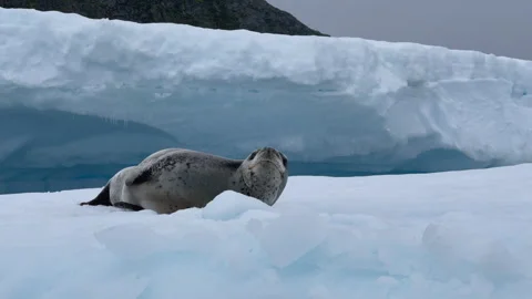 Leopard Seal resting on the iceberg Stock Footage 240400885