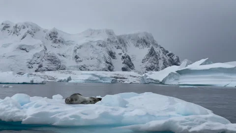 Leopard Seal resting on the iceberg Stock Footage 240401981