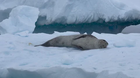 Leopard Seal resting on the iceberg Stock Footage 240403149