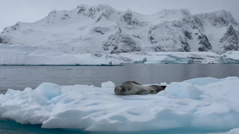 Leopard Seal resting on the iceberg Stock Footage 240403561