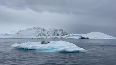Leopard Seal resting on the iceberg Stock Footage 240403621