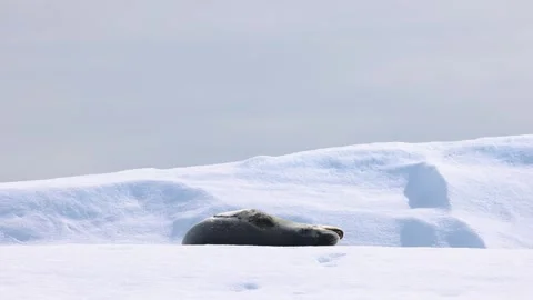 Leopard Seal Resting Peacefully on Pristine Antarctic Iceberg Under Soft Video stock 345163434