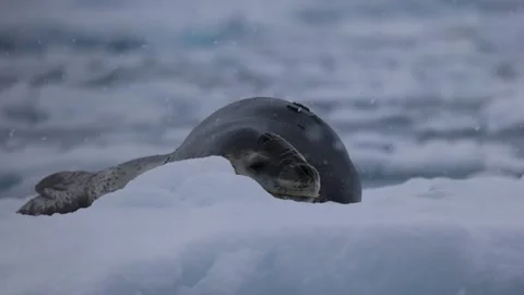 Leopard seal rests low behind Antarctic snow and ice, captured in a quiet close Stock Footage 335376352