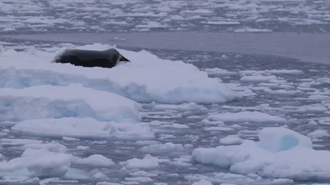 Leopard seal sleeping on an ice floe in Antarctica 스톡 동영상 321611156