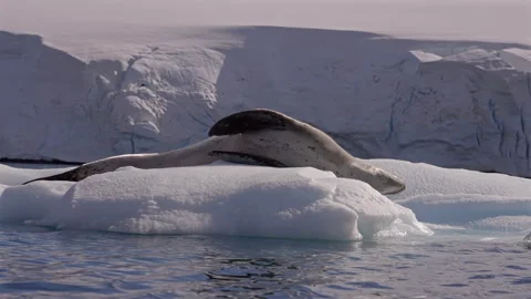 Leopard seal stretching on ice near Antarctic glacier Stock Footage 337950400