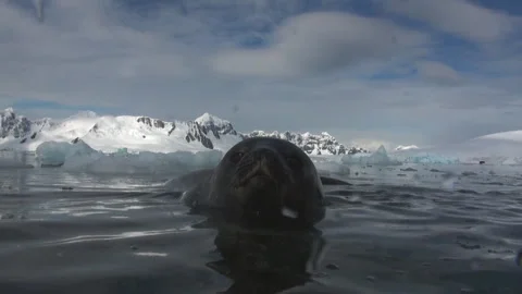Leopard Seal Surfaces in Waters of Scenic Antarctica Landscape Stockbeeldmateriaal 321062401