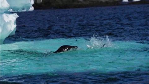 Leopard seal tears off penguins head during hunt Stock Footage 228934178