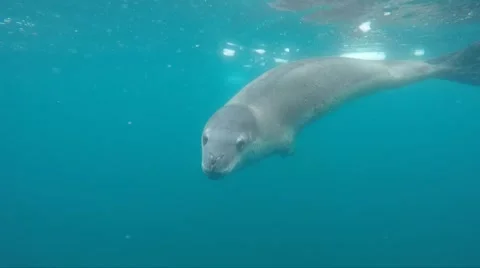 Leopard seal under water Stockbeeldmateriaal 61516992