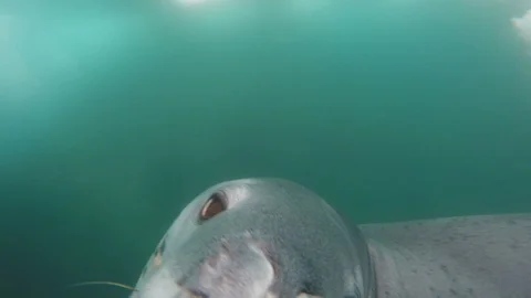 Leopard seal under water Stock Footage 100405468