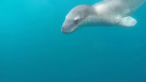 Leopard seal under water Stock Footage 101052170