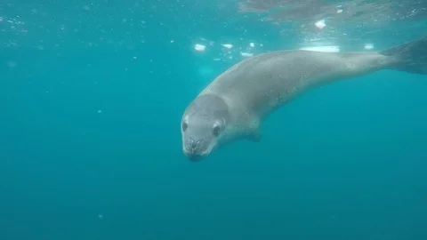 Leopard seal under water Stock Footage 107810812