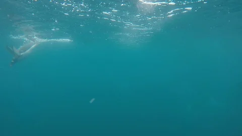 Leopard seal under water Stock Footage 107810831