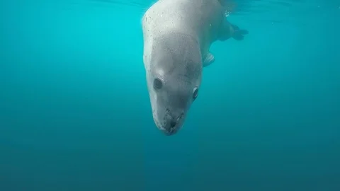 Leopard seal under water Stock Footage 107810868