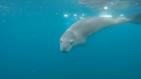 Leopard seal under water Stock Footage 113878929