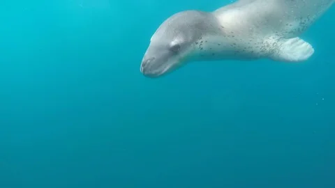 Leopard seal under water Stock Footage 113878953