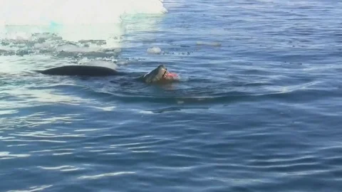 Leopard seal who eats Gentoo penguin in the water near a small iceberg Stock Footage 71295409