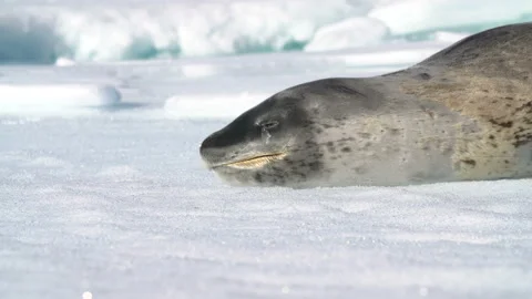 Leopard seallying on a floating block of ice, Antarctic peninsula Video stock 135801676