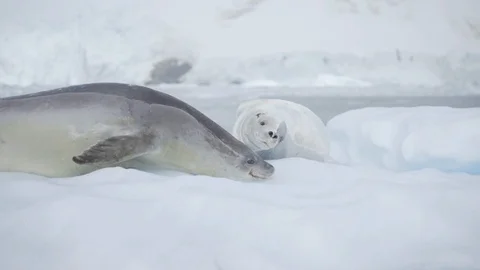 Leopard Seals on Iceberg in Antarctica Close Stock Footage 88515176