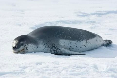 Leopard seals resting on the ice. Stock Photos