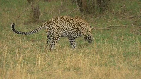 Leopard searching in the grass Stock Footage 87481230
