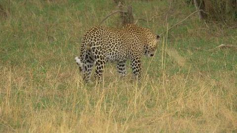 Leopard searching in grass Stock Footage 87481418
