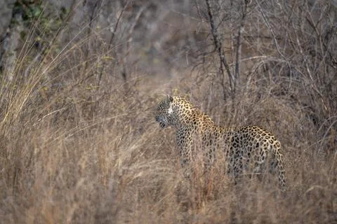 Leopard searching for prey Stock Photos