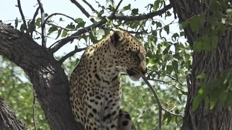 Leopard seated on branch, looking right — Part 23 스톡 동영상 320790260