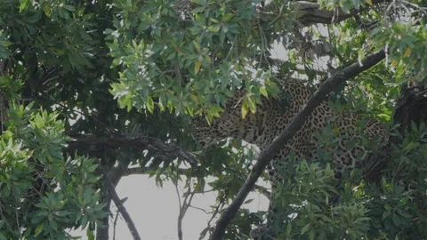 Leopard secure in a tree at masai mara- 4K 60p Stock Footage 107589948