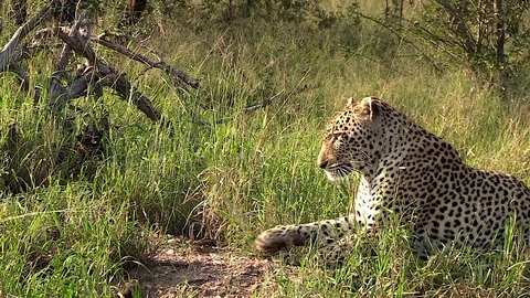 Leopard, seen from the side, lies down on tall grass in the sunlight in Stock Footage 111687339