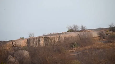 Leopard seen walking on a huge rock in the distance in Jawai national park Stock Footage 308722884