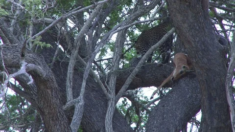 A leopard settles down next to his kill on a tree Vídeos de archivo 104382991