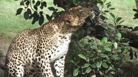 A leopard shakes head in super slow motion Stock Footage 70352822