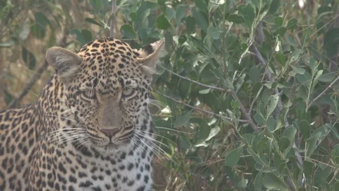 LEOPARD SHAKES HEAD, THEN STARES STRAIGHT AHEAD | EXT, TIGHT | 60fps | 1080p Stock Footage 105312904
