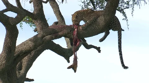 LEOPARD SHAKES JACKAL IN TREE Video stock 74719134