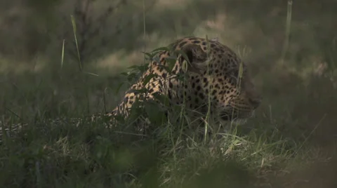 Leopard shaking head in a bush Stock Footage 33537722