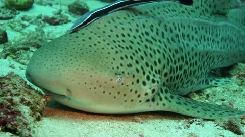 Leopard shark close Video stock 10799912
