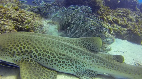 Leopard Shark Close Up. Zebra Shark &amp; Fish School. Striped Catfish Marine Life Stock Footage 115798493