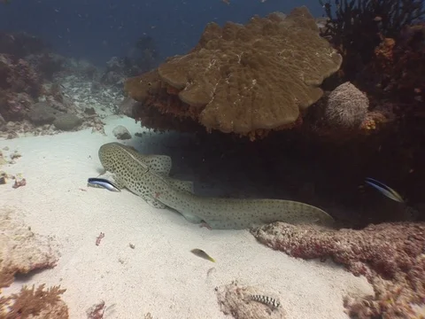 Leopard shark Stock Footage 98675908