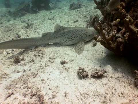 Leopard shark Video stock 98676331