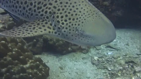 Leopard shark Stock Footage 119120951