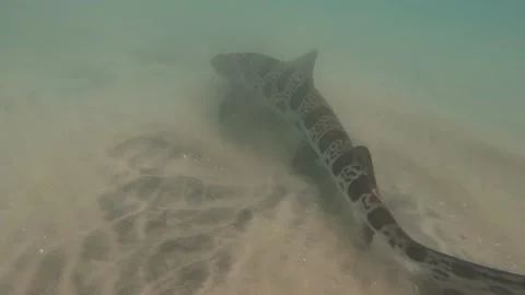 Leopard Shark Stock Footage 170801129