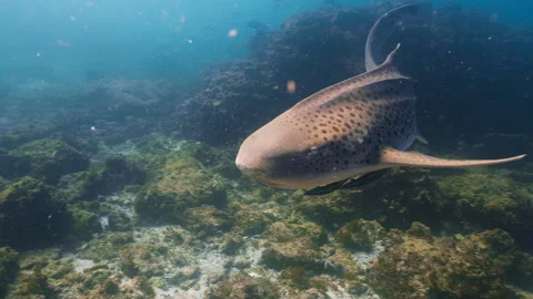 A leopard shark glides over a rocky seafloor, showcasing its unique spotted Stock Footage 334166504