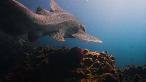 A leopard shark glides over a vibrant coral reef, showcasing its unique spotted Stock Footage 334166632