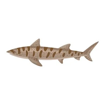 Leopard shark isolated on white background. Cartoon character of ocean for ch Stock Illustration