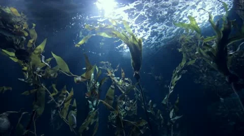 Leopard Shark or Triakis Semifasciata 動画素材 11528041
